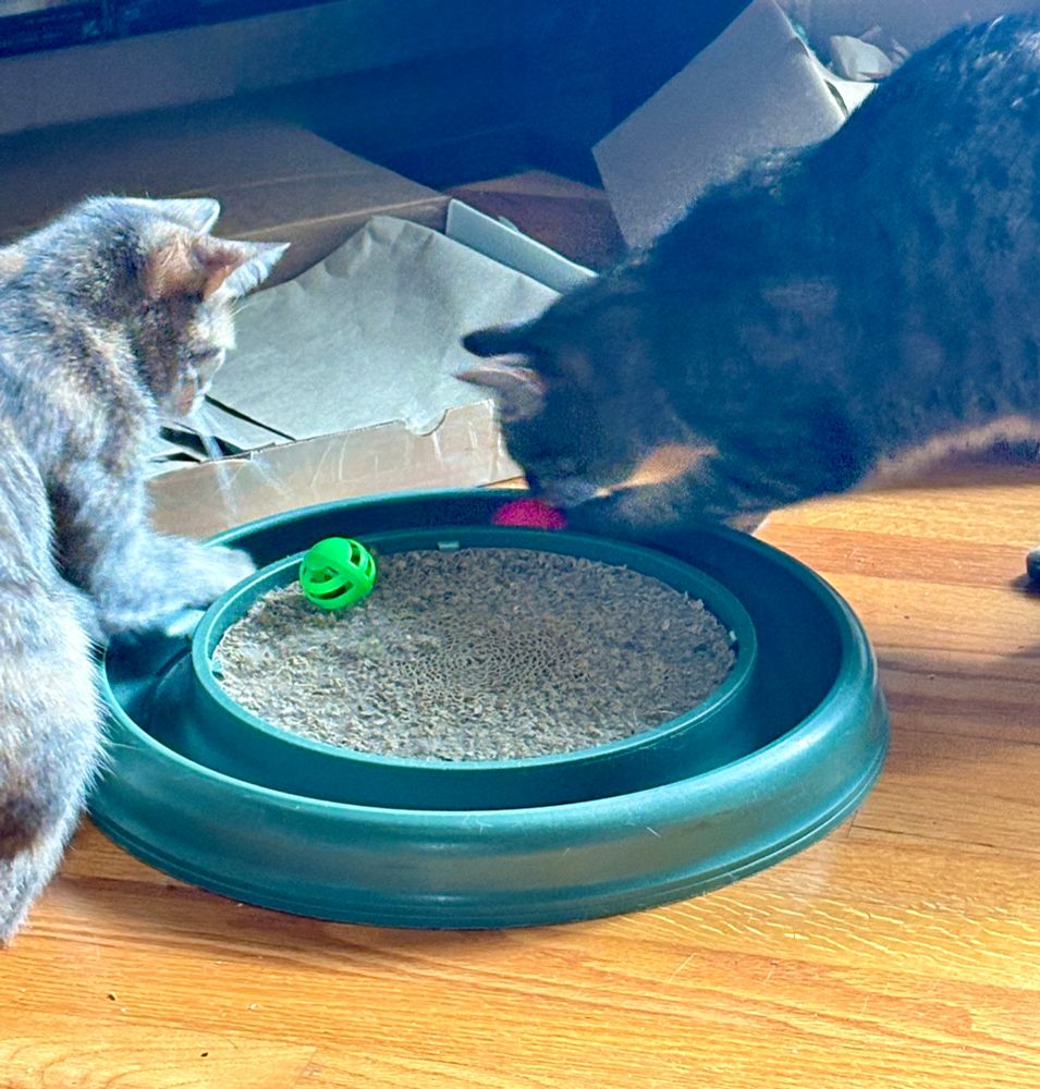 Grey torbie cat and brown tabby cat play together with their racetrack toy as they push the ball to one another.