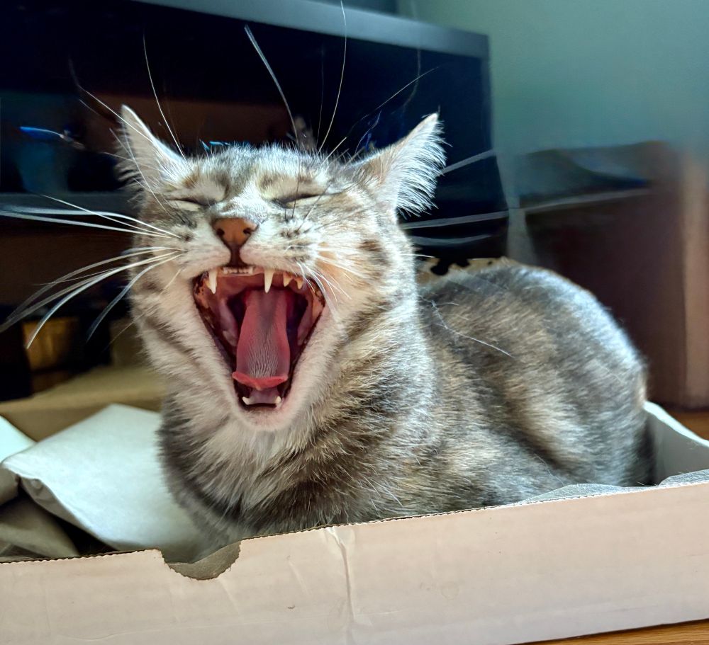 Grey torbie cat is lying in her cardboard box as she yawns widely.