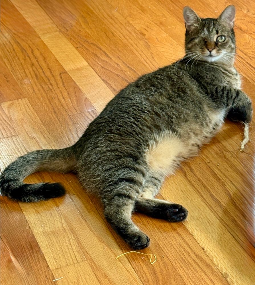 Brown tabby cat is lying on the floor on her side with a short length of sisal rope in her front paws. She is looking up at the camera.