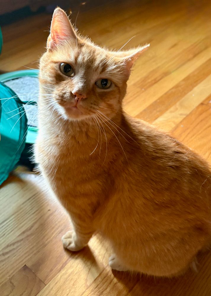 Orange tabby cat is sitting on the floor, with his head turned up and to the left as he gazes confidently at the camera.