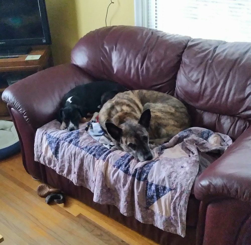 2 dogs curled up on the couch together. 