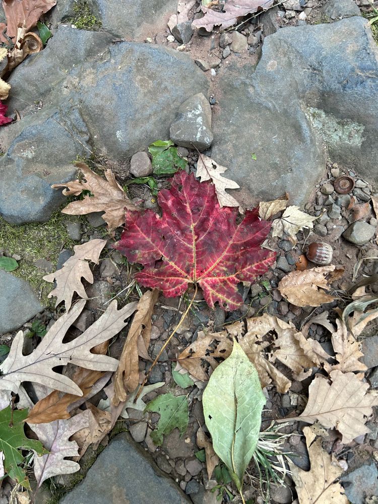One red maple leaf on a path.