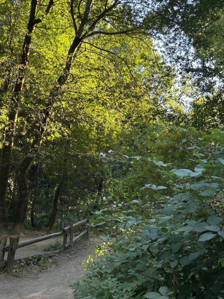 A forest path leads from the lower left and leads behind a blackberry bramble. There is a split rail wooden fence on the left side of the path. Tall trees are behind that. Their trunks are in shadow but their canopies are alight with evening light. There is also a spot of light on the blackberry bramble foliage in the foreground. The sky peaks from behind woodland foliage in the upper right of the background.