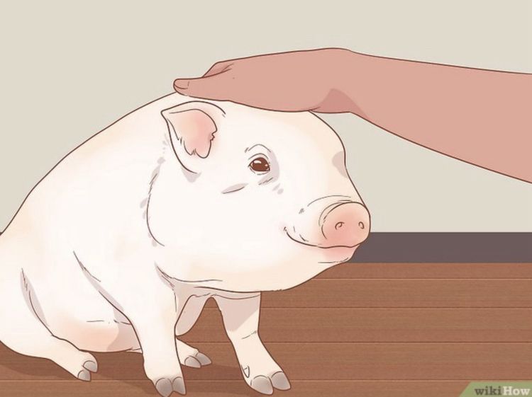 A cartoonish depiction of a pig being petted 