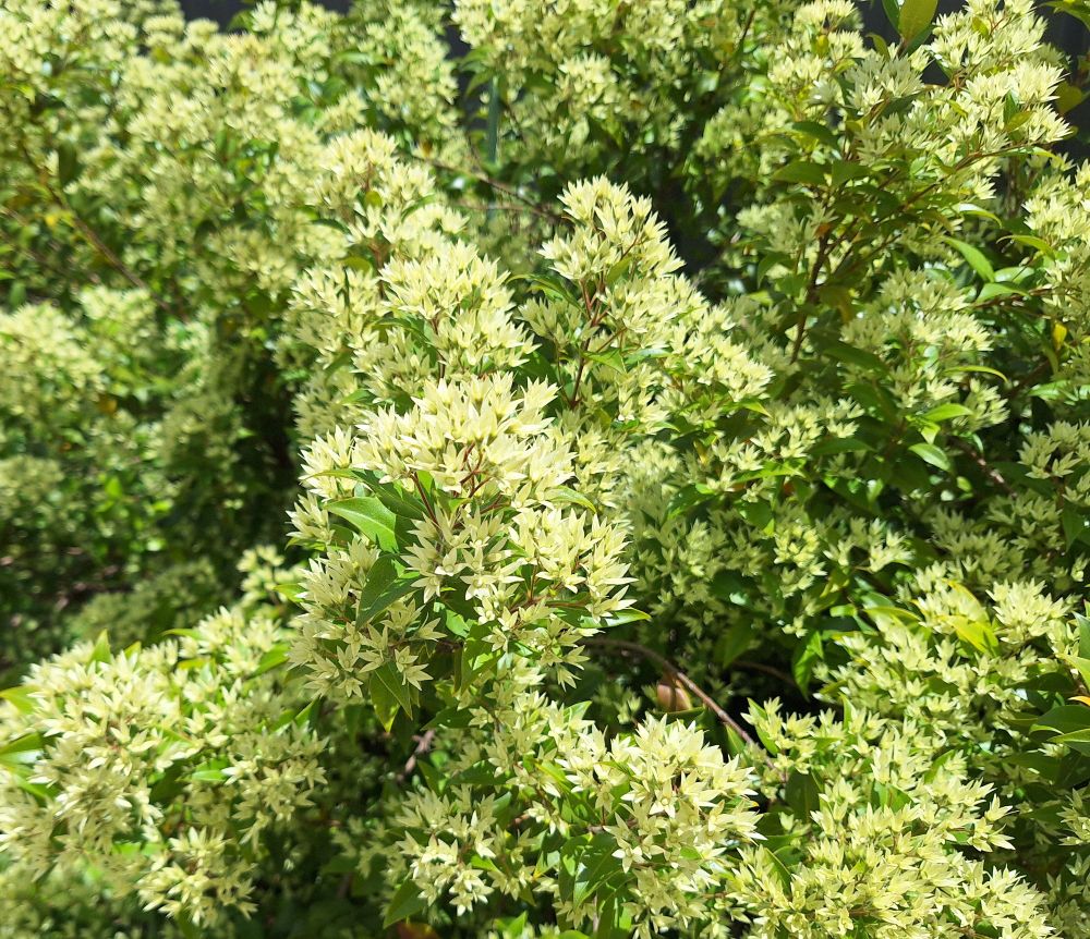 A bush with vivid green leaves that are mostly hidden by the massive profusion of tiny lemon star-shaped flowers