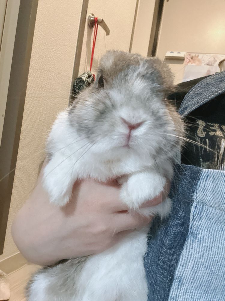 初代うさぎぴおちゃん・ドライヤーの音・掃除機の音・トリミング大嫌い(笑)それ以外はとても大人しい7歳うさぎさん