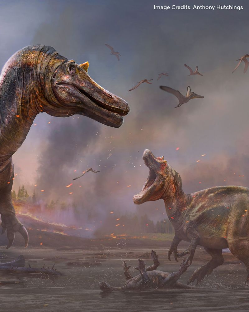 Artwork of dinosaurs flying and fighting. Hidden in Stone exhibition. Image Credits: Anthony Hutchings.