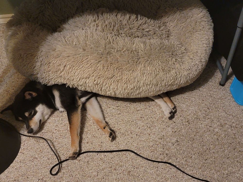 Doge snoozing under his bed versus actually on the bed.