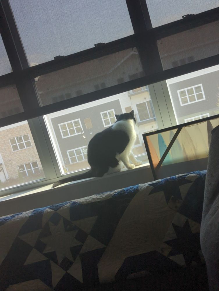Toast, a black and white cat, sits on a sunny windowsill staring out onto the street