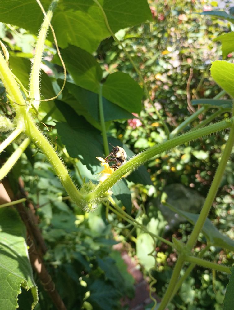 A wee bee rejoicing on a cucumber flower.