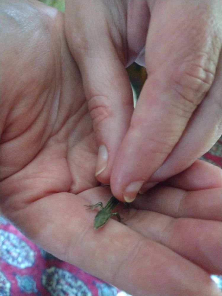 A tiny green lizard being gently held in two hands.