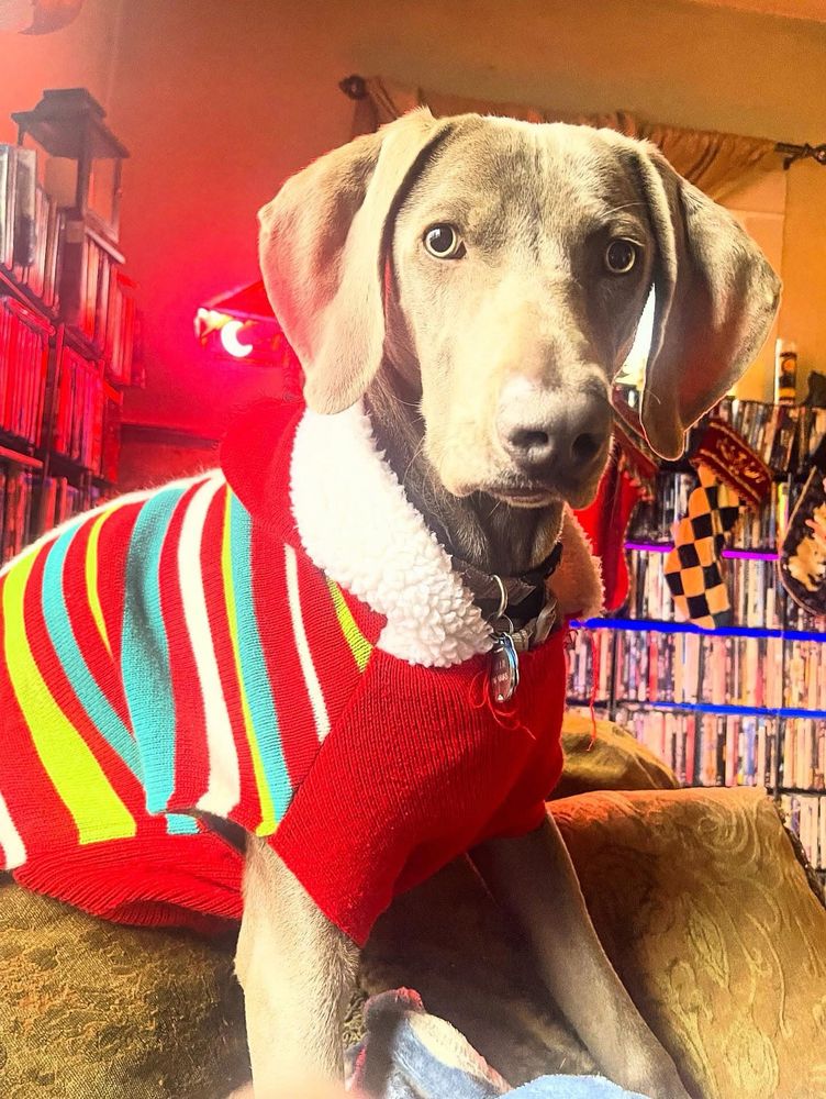 An eight month old Weimaraner puppy wearing a Christmas sweater.