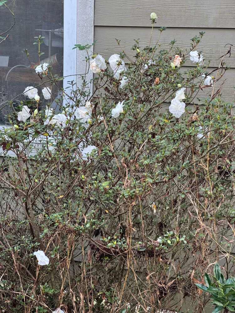 Picture of our azalea from last Thursday.