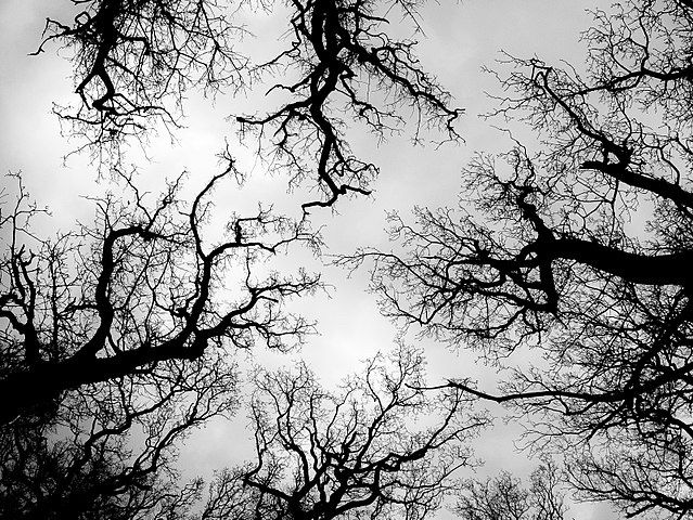 Photo of tree branches intermingling.

By Mads Sabroe, under a Wikimedia Commons Attribution-Share Alike 3.0 license.

URL: https://commons.wikimedia.org/w/index.php?search=fractal+tree&title=Special:MediaSearch&go=Go&type=image