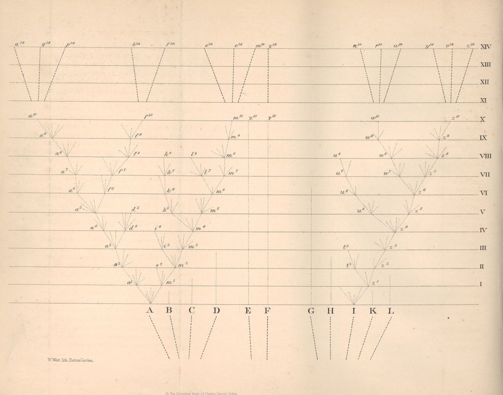 Tree diagram as published in the first edition of the Origin, from Darwin Online.