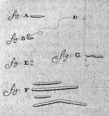 Sketch of animalcules as observed by Leeuwenhoek.