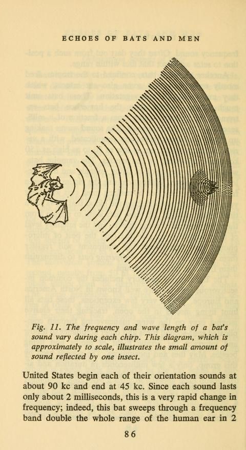 Fig. 11 from Griffin, Echoes of Bats and Men (1959). “The frequency and wave length of a bat's sound vary during each chirp. This diagram, which is approximately to scale, illustrates the small amount of sound reflected by one insect.”