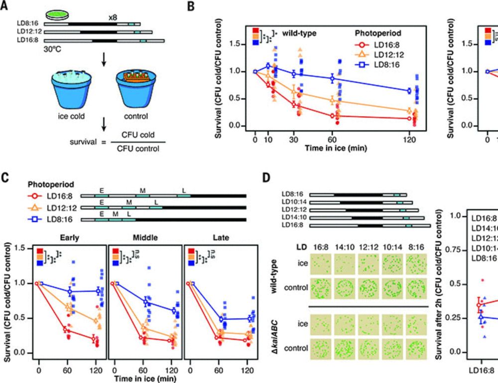 Bacteria can anticipate the seasons: Photoperiodism in cyanobacteria