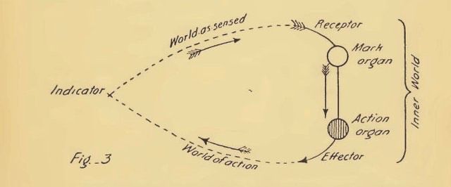 von Uexküll's diagram of the functional cycle that creates an animal's inner perceptual world, from his Theoretical Biology (1926), 155.