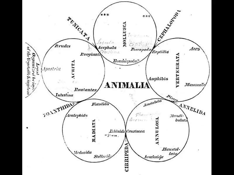 A diagram of Maclaey’s Quinarian arrangement of the Animalia from his Horae Entomologicae. Credit: Linda Hall Library.