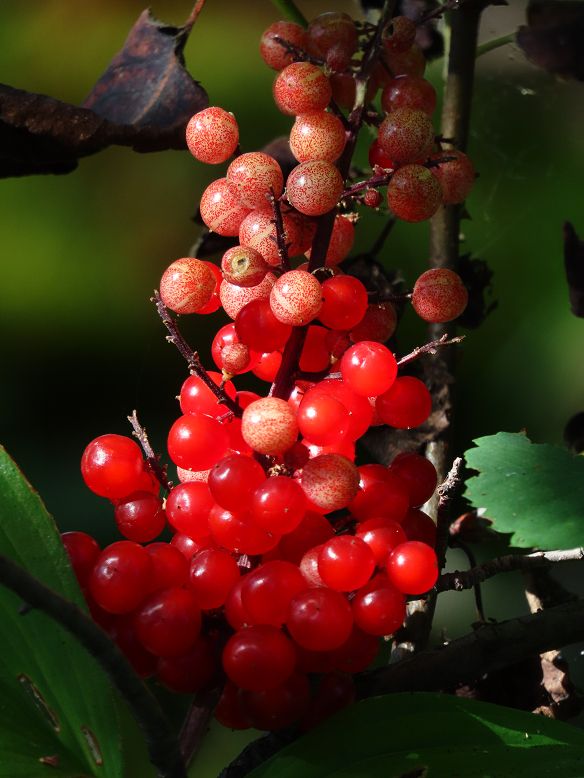 False Solomon's Seal berries against a background of dark green & shadows. The berries towards the top are light cream colour, heavily speckled with red. The lower half of the cluster is bright red, the berries are highlighted by the sun's light coming from the left.