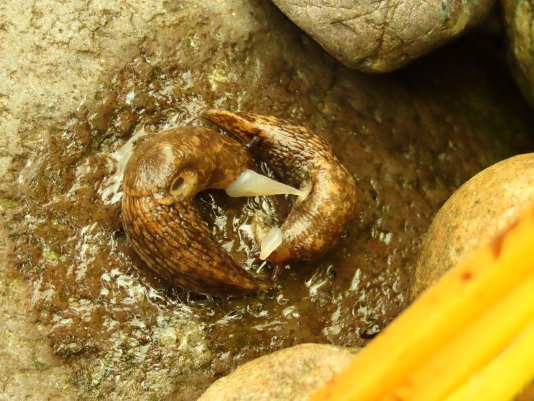 Two garden snails are circling each other on a wet, flat rock. They are preparing to copulate.