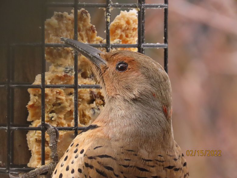 A young Northern Flicker with a dark grey beak, rust colouration around a black shiny eye, black spots on the breast feathers, black horizontal stripes on it's back.