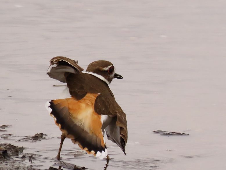 A male Killdeer displaying at water's edge with it's back to the camera. The tail is flared wide, showing the rusty orange edged with black tail feathers. The background of water is a greyish lavender colour. 