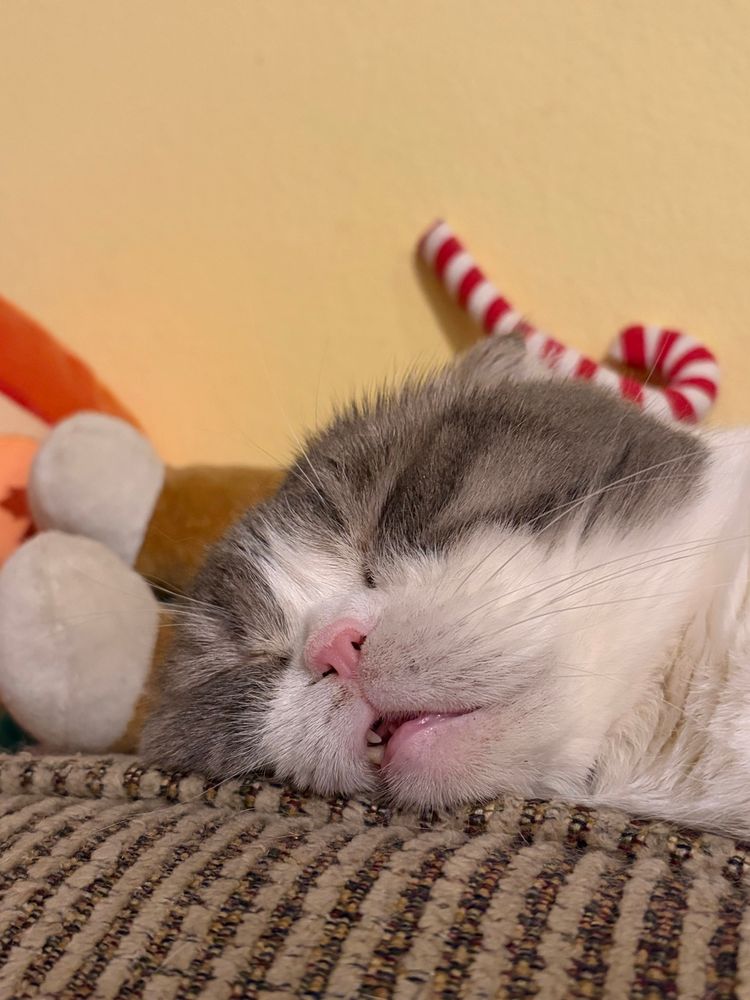 A gray and white Scottish fold with his tiny mouth open to show his tiny teeth sleeps on a couch. 