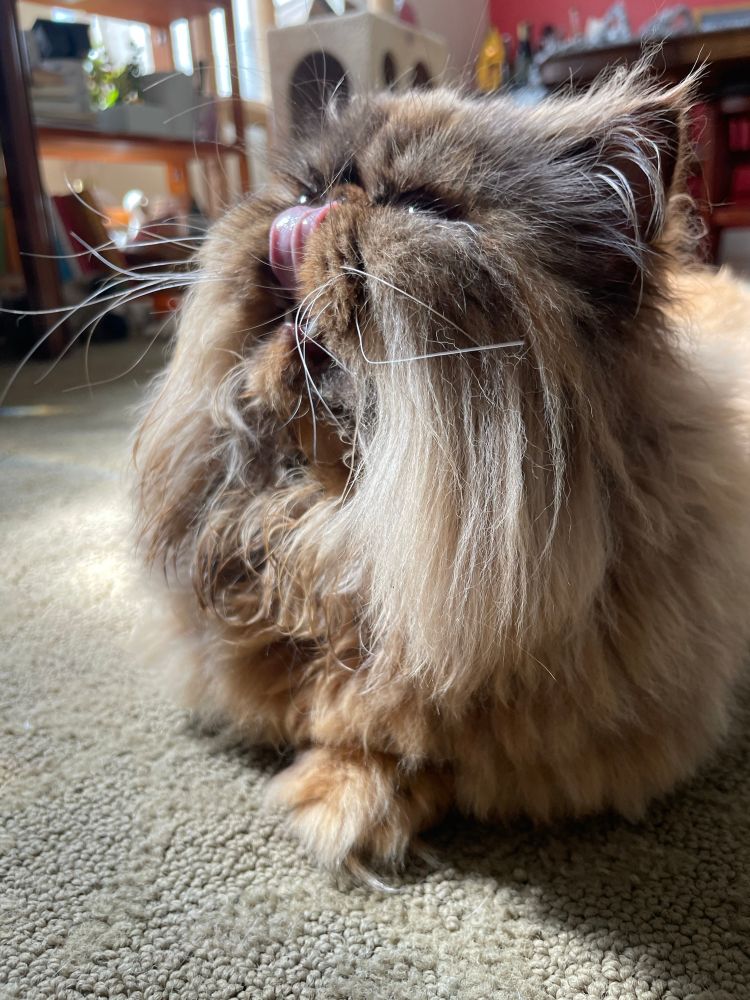 A brown and tan Persian cat licks her face with a perfectly pink tongue. 