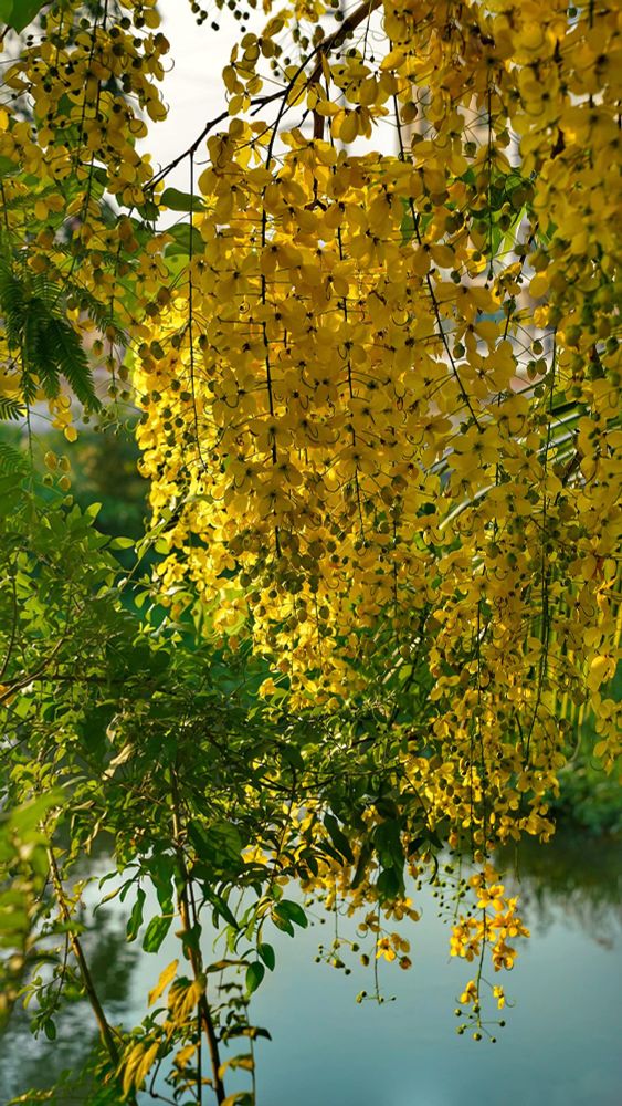Golden yellow Kani konna flowers in the Indian state of Kerala.