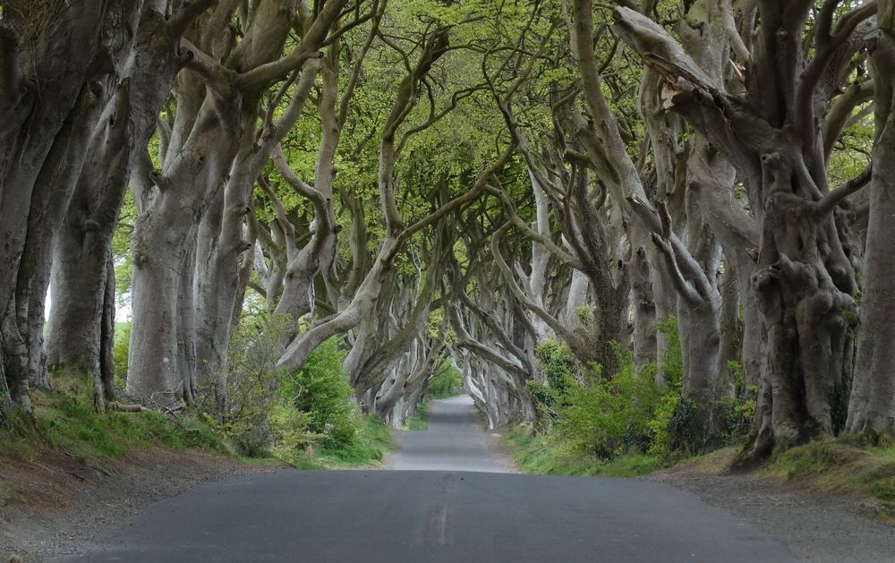 Dark hedges in northern ireland 