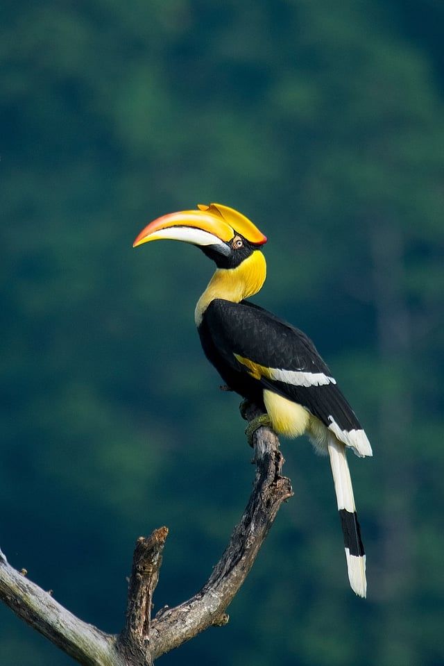 The Great Hornbill perched on a branch. 
