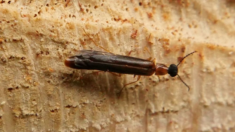 Lymexylon navale female
