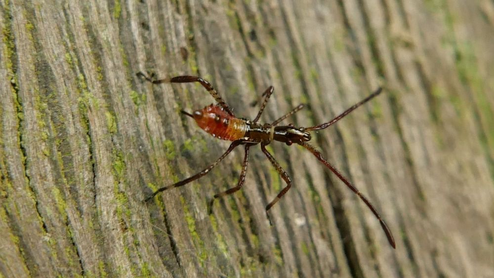 Leptoglossus occidentalis early instar nymph