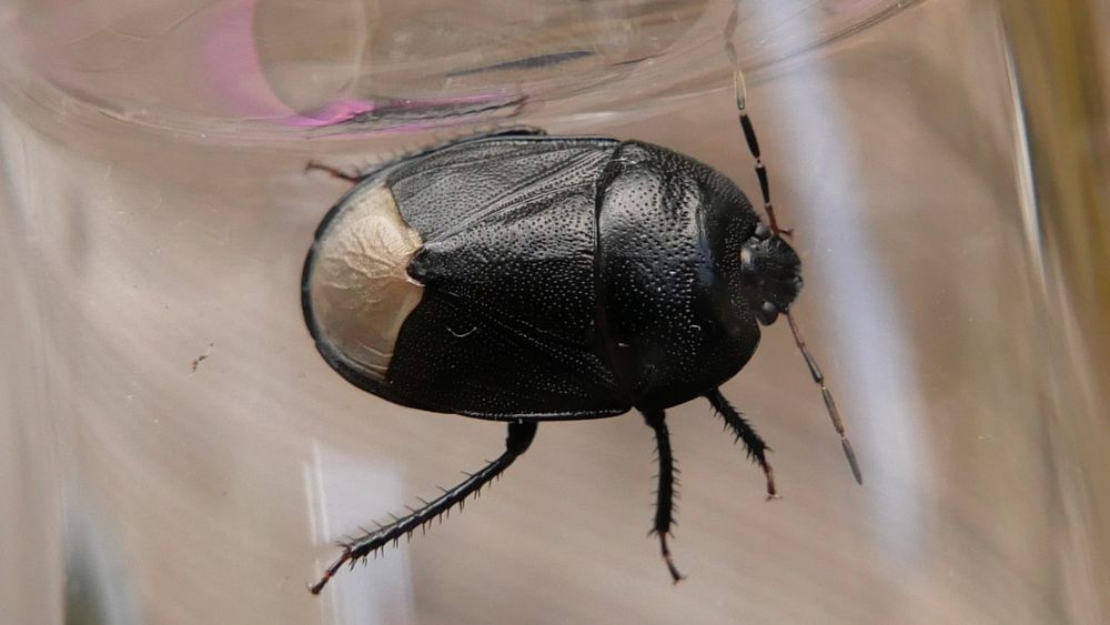 Sehirus morio