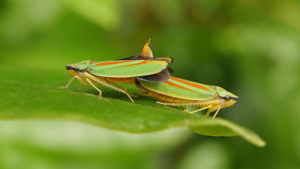 Graphocephala fennahi mating pair