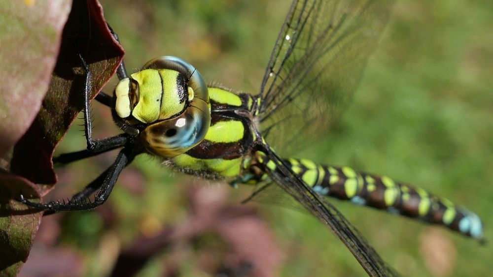 Southern Hawker (Aeshna cyanea) male
