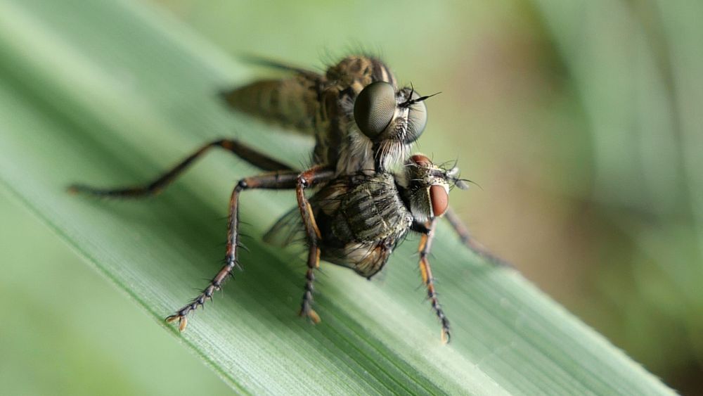 robberfly Machimus atricapillus female with dipteran prey.