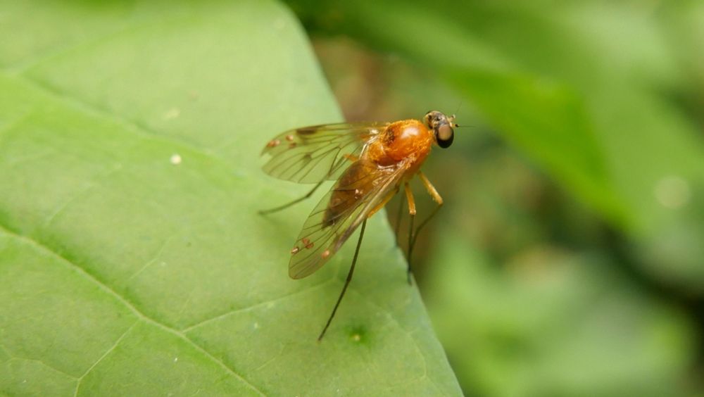 Chrysopilus laetus female