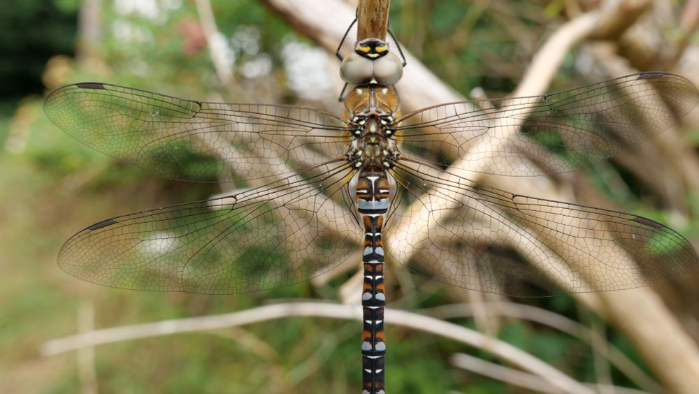 Migrant Hawker (Aeshna mixta) male