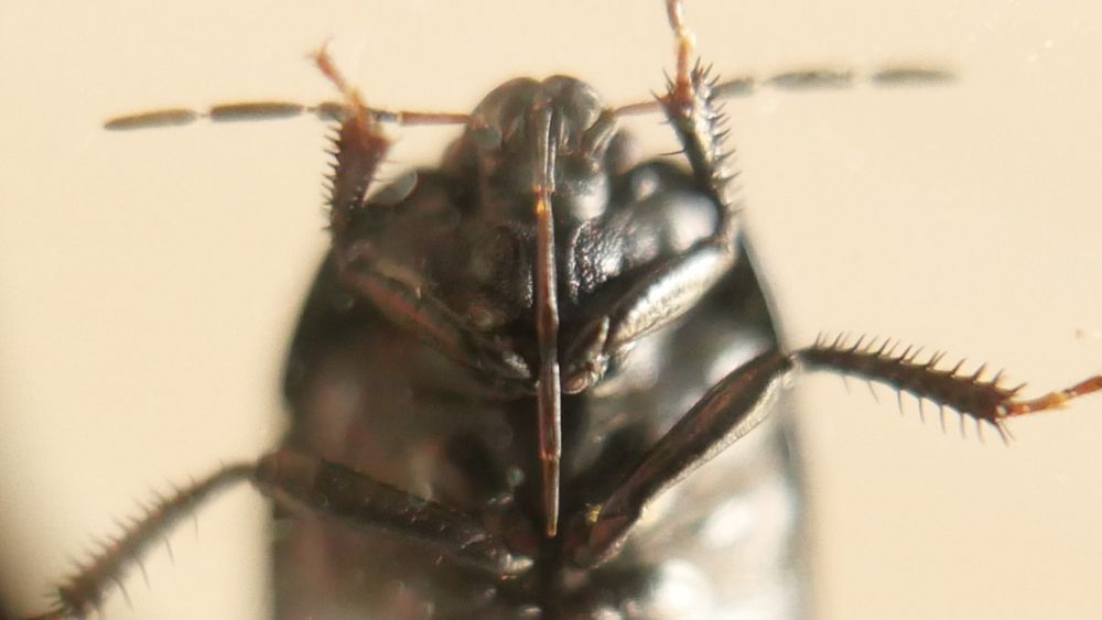 Sehirus morio showing its rostrum reaching middle coxae