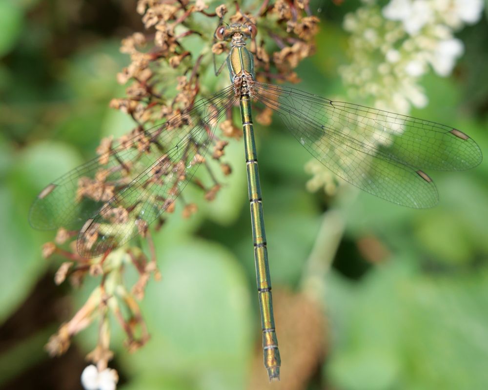 Willow Emerald Damselfly (Chalcolestes viridis) female