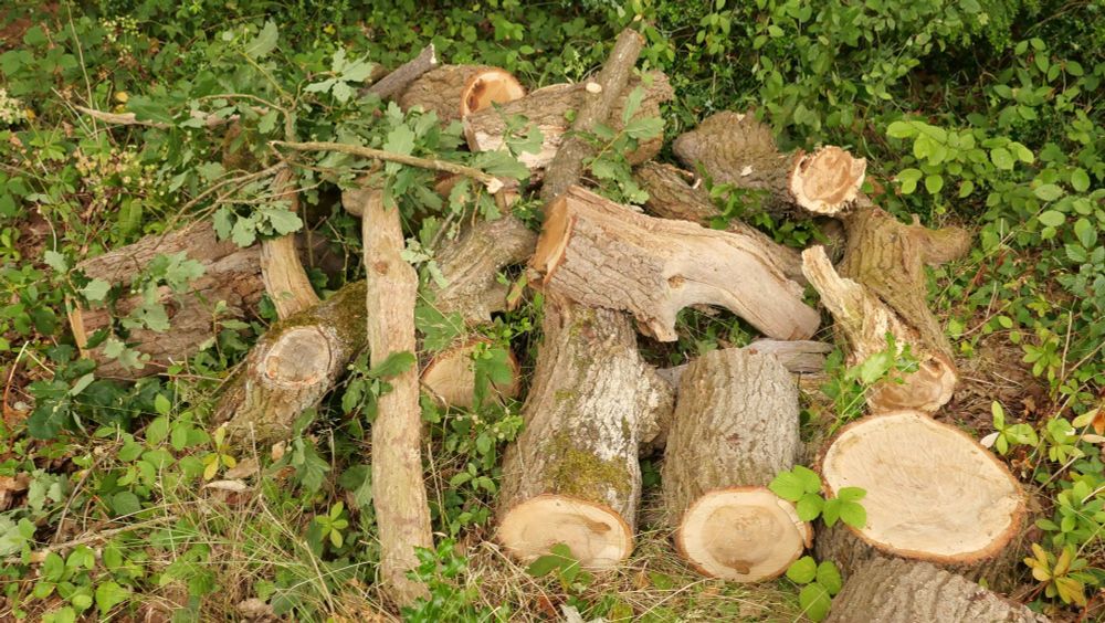 Oak logpile