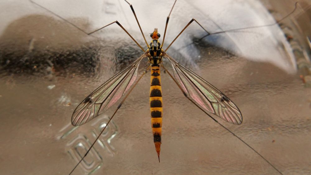 Tiger cranefly Nephrotoma flavipalpis female