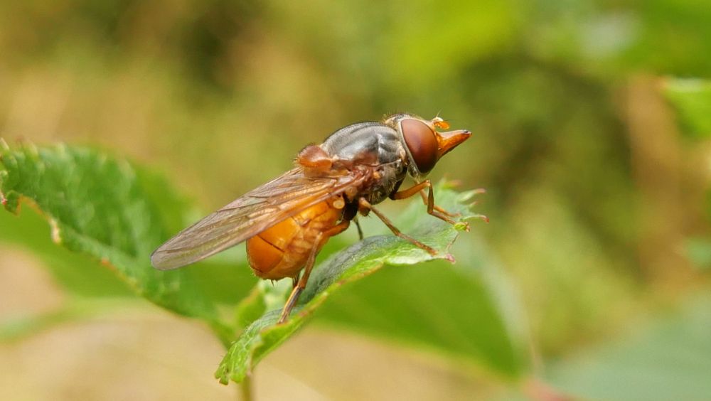 hoverfly Rhingia rostrata female