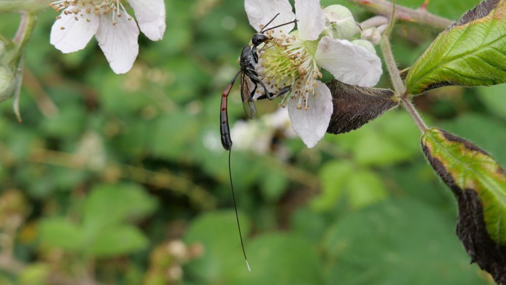 Gasteruption sp. female