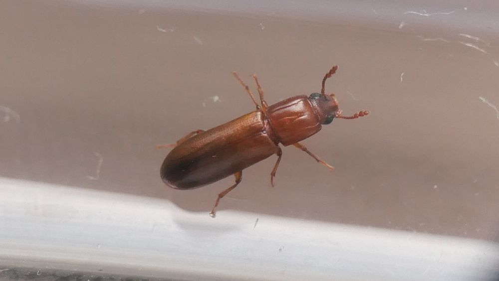 Aulonium trisulcus