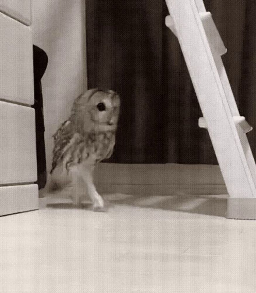 a black and white photo of an owl walking next to a white ladder