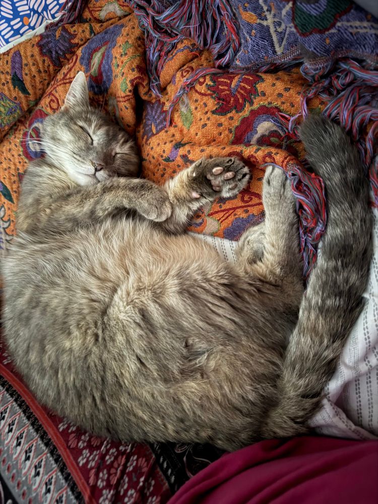 A gray/orange/cream colored, diluted tortie cat lies curled on its side, fast asleep on a colorful patterned blanket. The cat’s paws are tucked close to its chest, tail wrapped loosely around its body, and face relaxed in peaceful slumber. The blanket beneath is rich with orange, purple, and red tones, adding warmth and coziness to the scene.